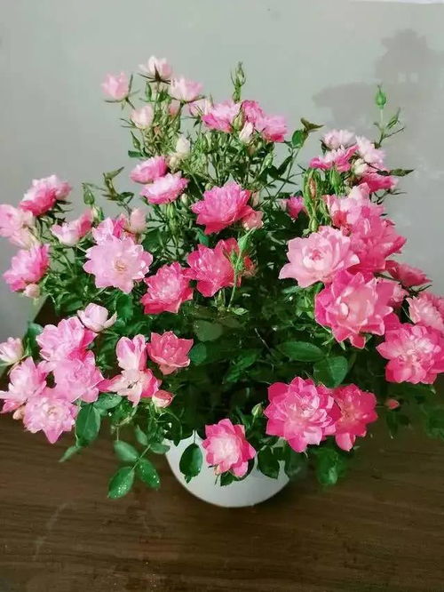 芰荷种植季节和养护指南