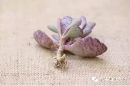 多菌灵泡根后要冲洗吗