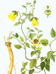 低温下党参的越冬防护