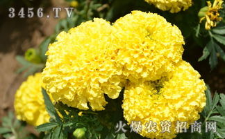 万寿菊打顶技巧全解析：如何正确进行万寿菊修剪？
