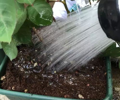 浸盆+浇根， 双重保险