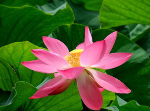 出水芙蓉与我们的情感