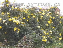 金绣娃月季的枝条与造型