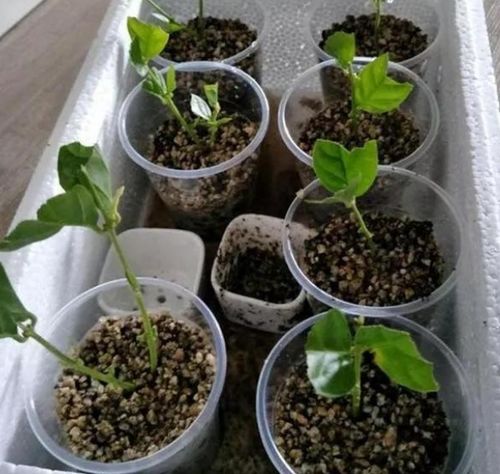 避雷技巧，直播间不迷路