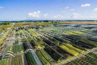 二、 拓宽苗圃经营渠道：多元化发展，寻找新出路