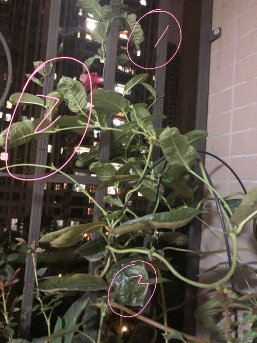 飘香藤根部处理：新手养护指南