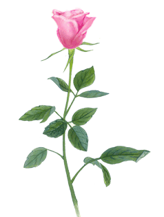 花语，解读单生花的神秘语言与寓意