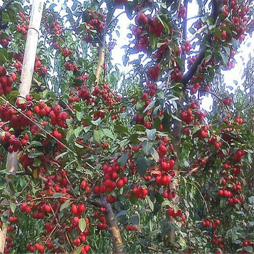 石榴树在哪些土壤、气候条件下生长最佳