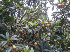 红青蓖麻子树的秘密