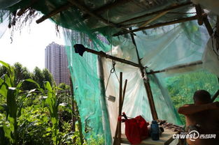 适合室内种植的蔬菜：十种选择