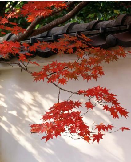 黄栌种子的秋色传奇