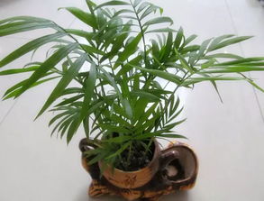 迷你椰子，家庭绿植新宠