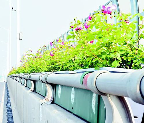 护栏绿化植物选择