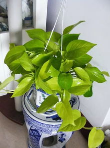 绿萝：室内绿植的明星