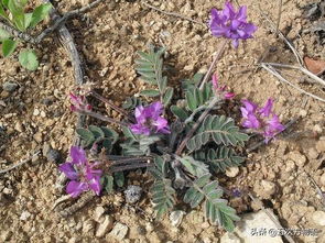 人工诱导的奇遇