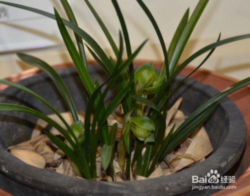 兰花换盆消毒，如何确保根茎健康