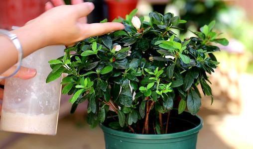 养花入门：如何让花卉远离枯萎的烦恼