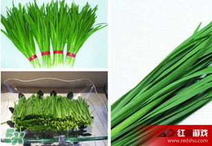 惊蛰期间， 7种蔬菜推荐