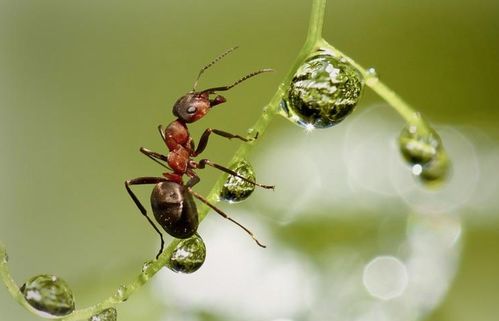 家里蚂蚁多怎么办？除蚂蚁最有效方法看这里