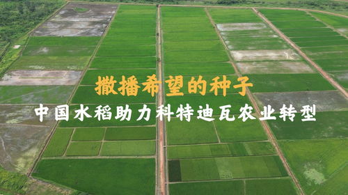 种子撒播技巧，如何均匀分布