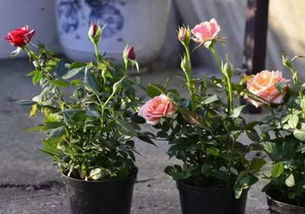 茶花女月季的优点大揭秘