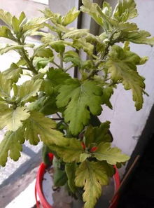 水太多，花儿也喝不饱