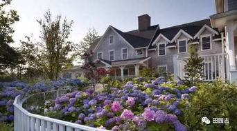 绣球花的蓝色诱惑