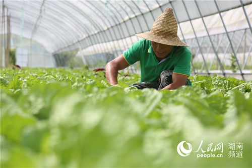夏日炎炎， 蔬菜种植有讲究