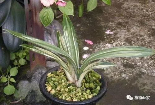 兰花浇水浸盆法，需将花盆完全浸入水中