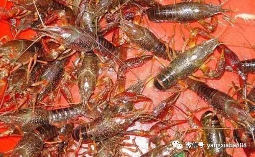 广东普瑞纳饲料的小龙虾饲料排名前十名中，哪一款最适合我的养殖需求？