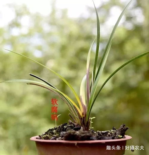 百菌清：兰花软腐病的克星还是隐患？