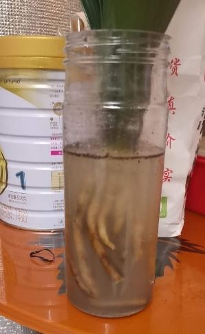 多菌灵泡根，温度也重要