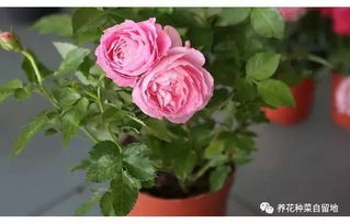 盆栽月季花的种植心得分享
