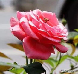 月季花作为市花的城市：美丽与文化的交融