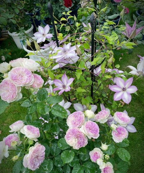 蓝月石月季的美，你感受到了吗？