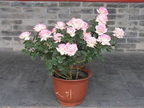 不开花或花少， 养护细节要注意