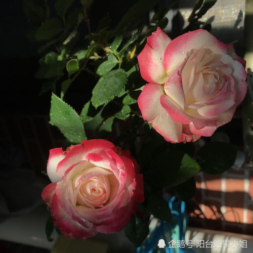 冰山月季的优点和缺点