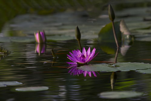 睡莲冬天放在外面的盆里会冻死。冬季，在结冰前将盆株移入冬季不结冰的室内越冬。