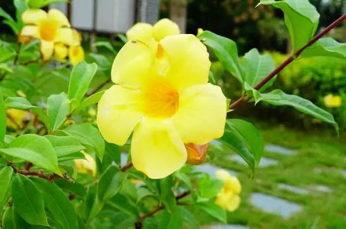 黄蝉花也有毒， 接触要小心