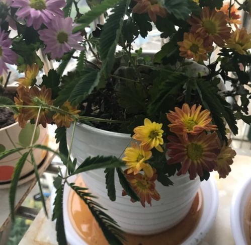 室内养花用加湿器，效果如何？需不需要呢？