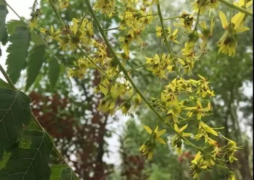 栾树习性：大自然的宠儿