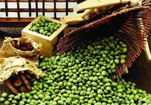 绿豆与红豆，表亲内异