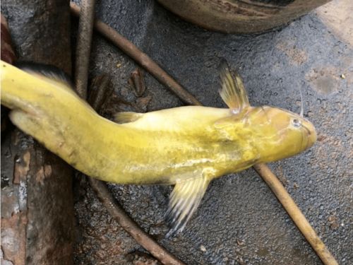 男子长江钓起1.3米巨型鲶鱼，引发网友热议