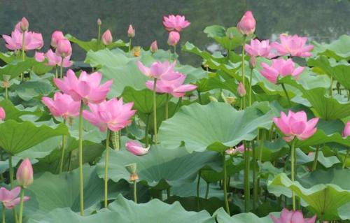 铜钱草：水中哈士奇