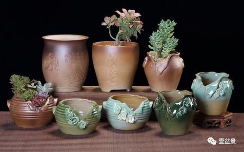 陶瓷花盆的适用植物