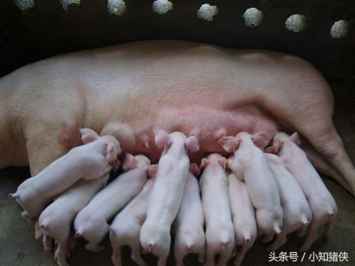 母猪人工授精，精准掌握输精管使用方法