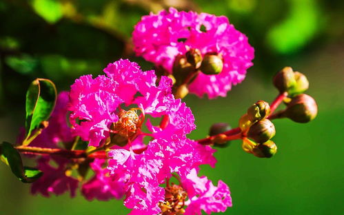 百日红， 花中的小精灵