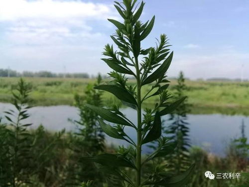 当山间的松鼠开始成群结队搬运松果时