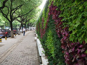 时花与时令花草的区别大揭秘