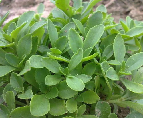 “苍珠种植的最佳时间是什么时候？需要遵循哪些具体步骤进行种植